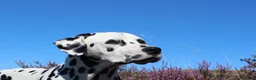 Dalmatian dogs for stud: Health tested, tv and advert star Dalmatian   in Aberdare - Advert 10