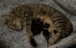Domestic Shorthair cats for sale:  Beautiful Kittens Ready for Their Forever Homes.  - Image 6