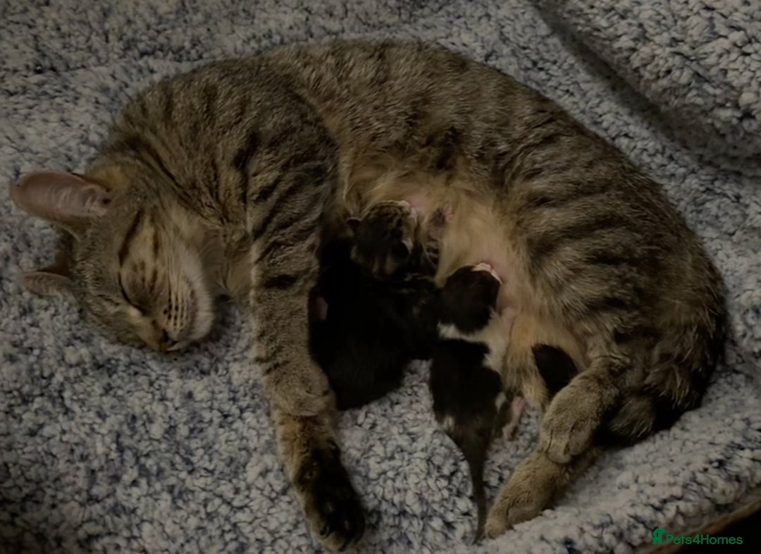 Domestic Shorthair cats for sale:  Beautiful Kittens Ready for Their Forever Homes.  - Image 6