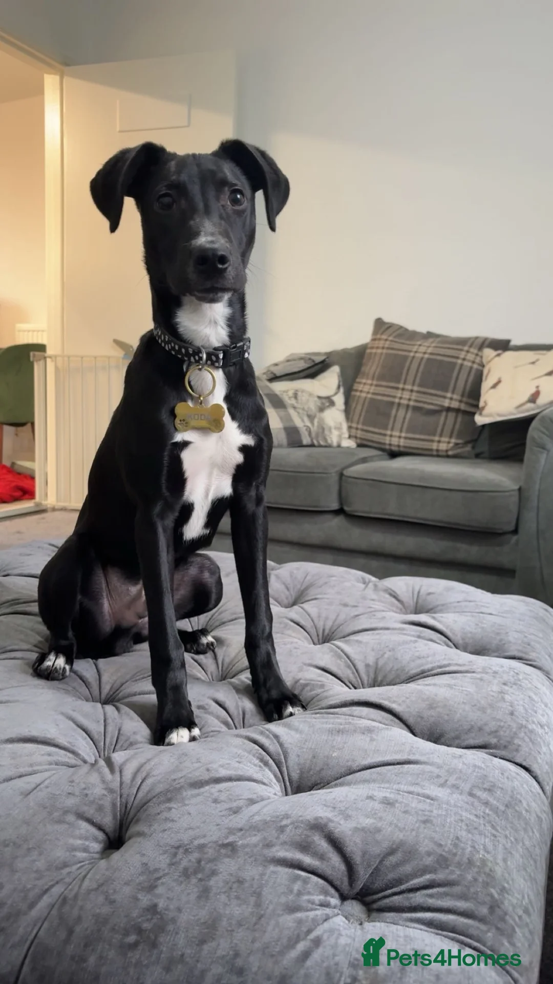 Mixed Breed dogs for sale: Male Spaniel x Greyhound  - Advert 2