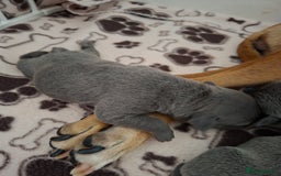 Staffordshire Bull Terrier dogs for sale: Staffy pups ready 26th august 2 brindle 3 blue - Image 35