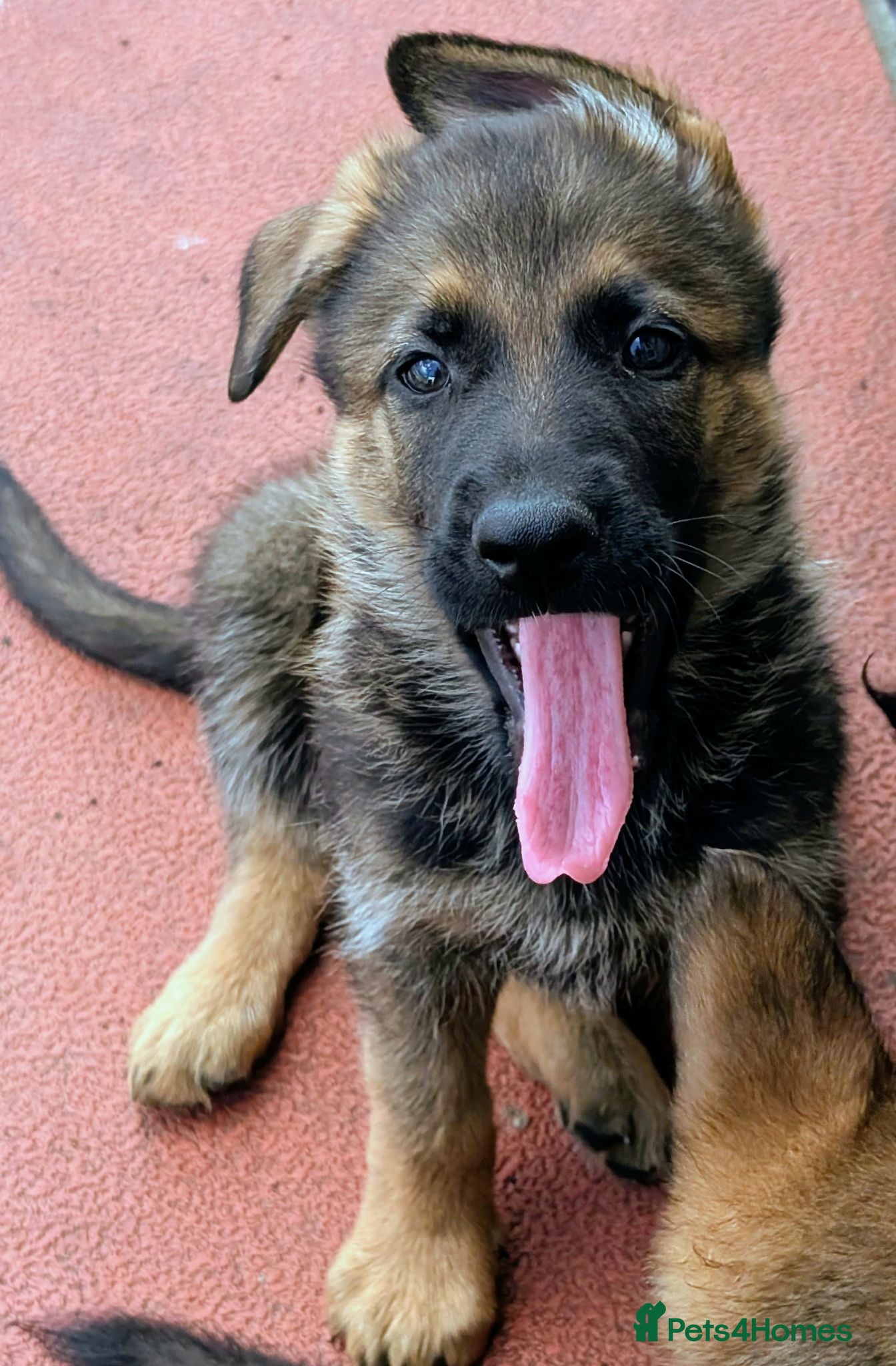 German Shepherd dogs K.C. reg GSD pups - Advert 2