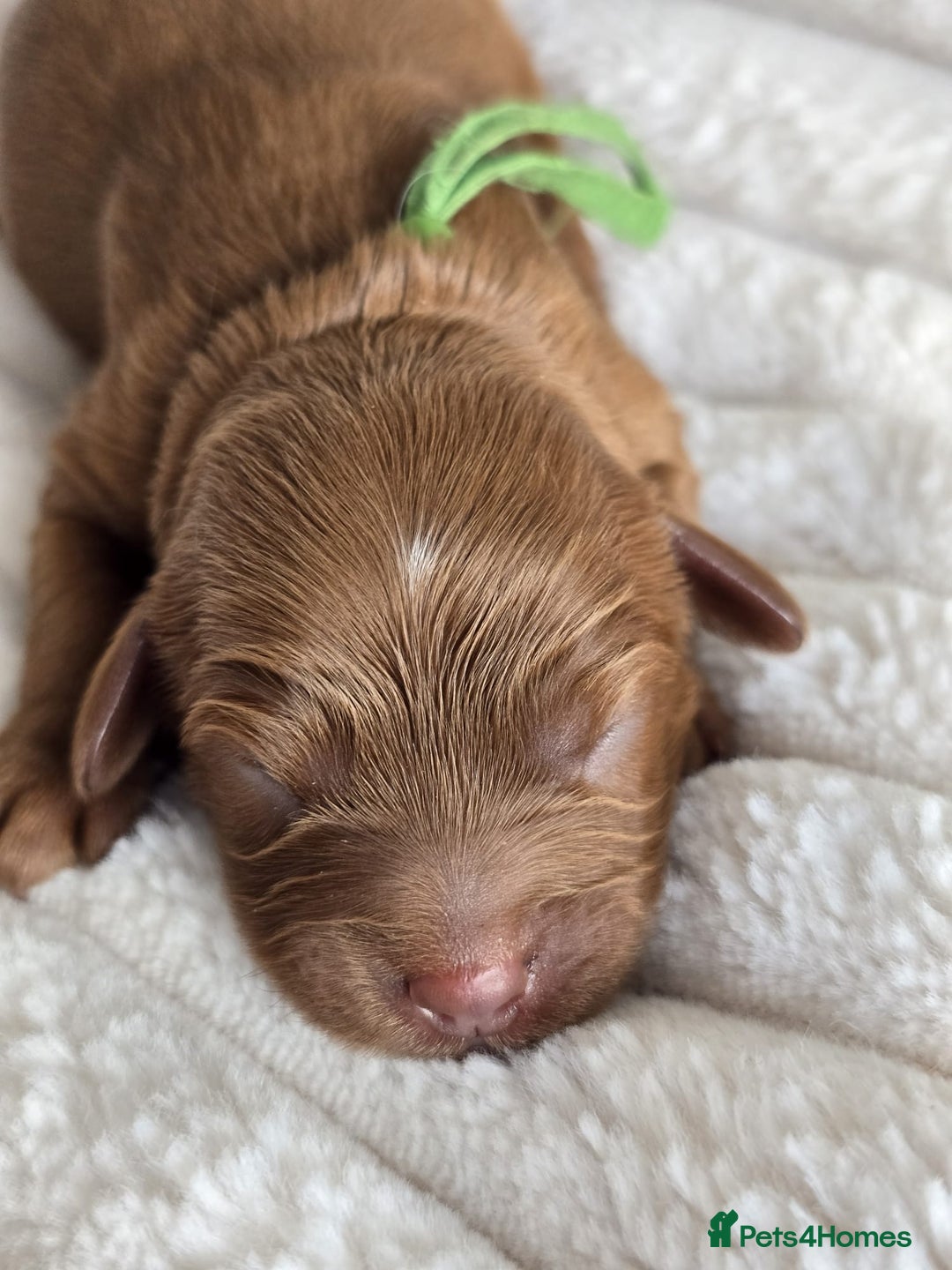 Cavapoo dogs for sale: Cavapoo Toy F1 ❤️ DNA TESTED - Advert 19