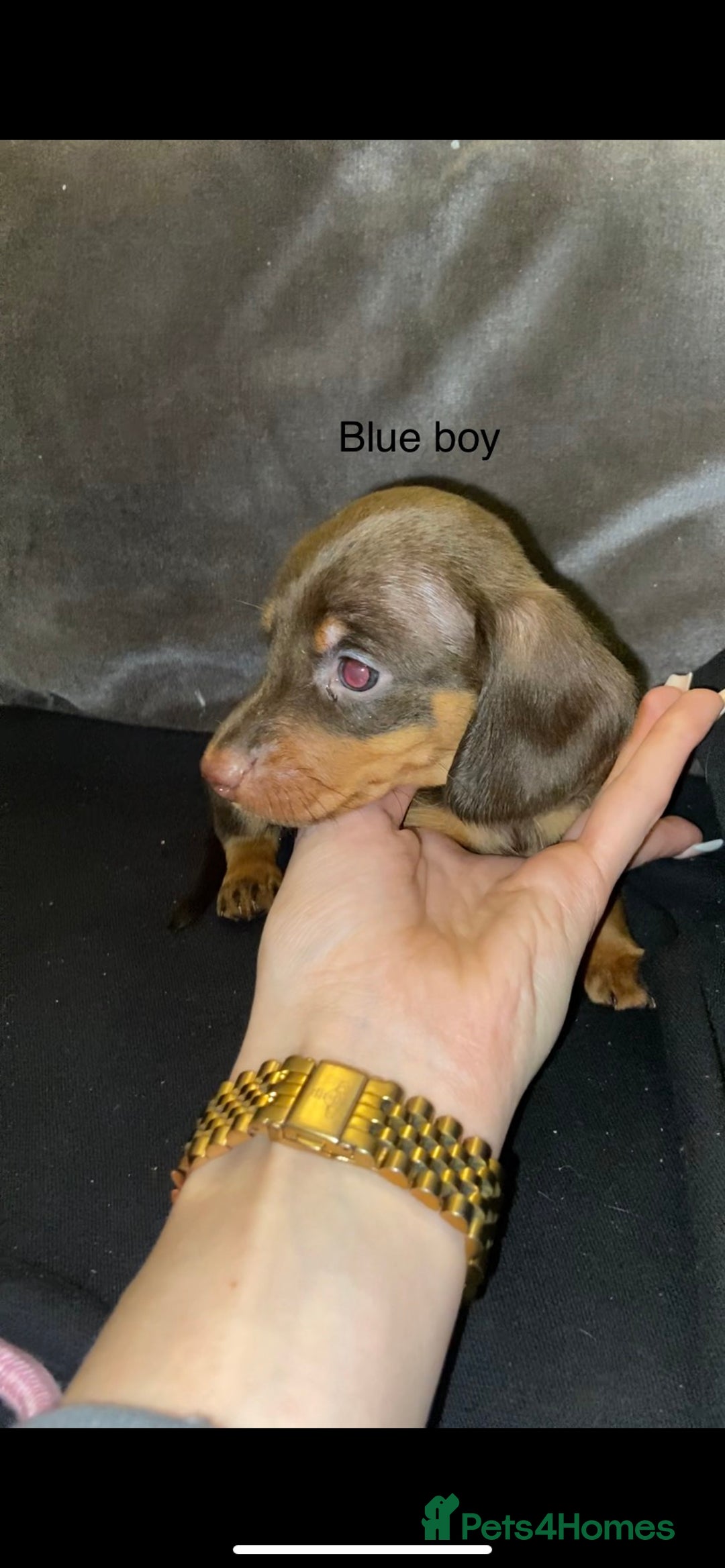 Miniature Dachshund dogs for sale: 🌻Miniature dachshund puppies 🌻 - Image 10