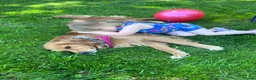 Golden Retriever dogs for sale: Loving, family raised golden retriever puppies  - Advert 5