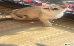 British Shorthair cats for sale: Pure breed British shorthair blue &  golden kitten - Image 16