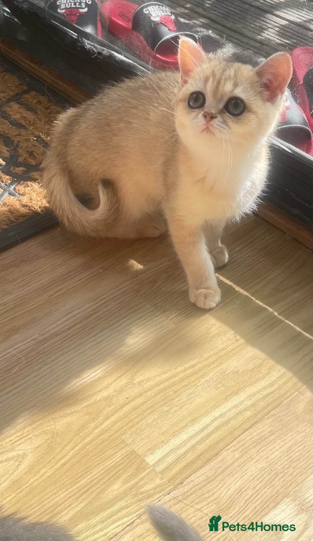 British Shorthair cats for sale: Pure breed British shorthair blue &  golden kitten - Image 16