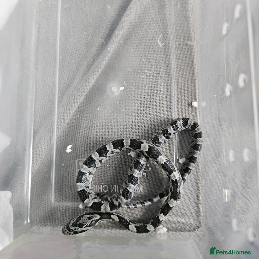 Corn Snake reptiles for sale: Corn snake babies for sale  in Milton Keynes - Advert 2