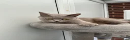 British Shorthair cats for sale: Gorgeous lilac British shorthair  - Advert 8