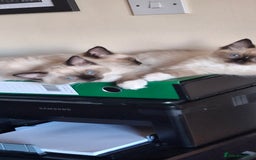 Ragdoll cats for sale: Stunning full Ragdoll kittens for sale - Image 14