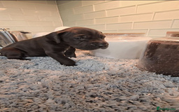 Great Dane dogs for sale: Kc & Beautiful Litter of Chunky Great Dane Puppies - Advert 15