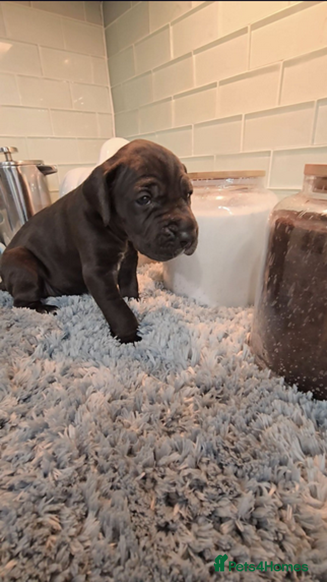 Great Dane dogs for sale: Kc & Beautiful Litter of Chunky Great Dane Puppies - Advert 15