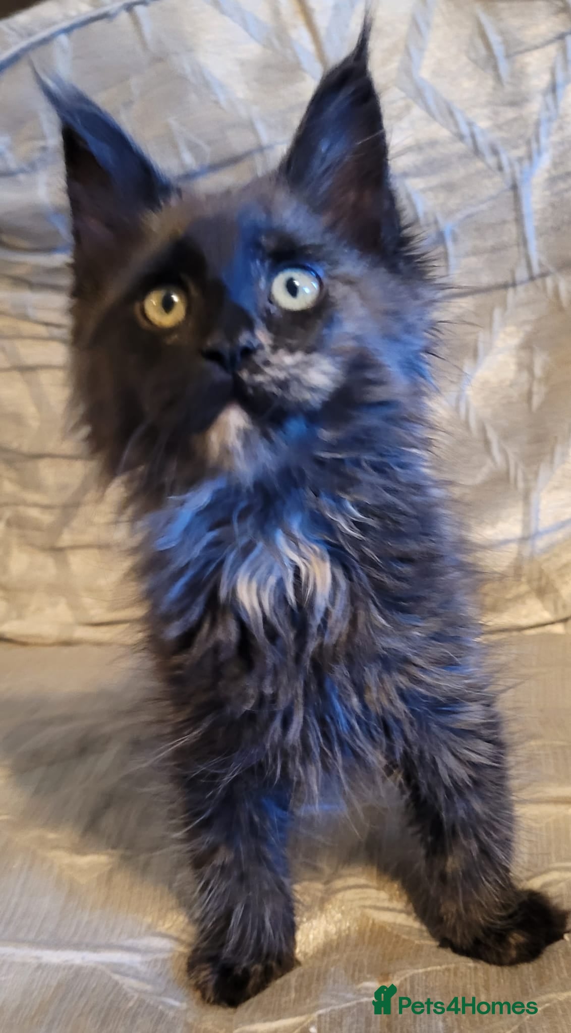 Maine Coon cats Gorgeous TICA reg Maine coons Ready Now! - Advert 5