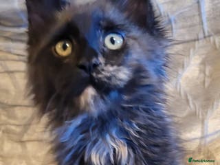 Maine Coon cats Loving TICA reg Maine coons Ready Now! - Advert 5