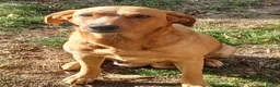 Labrador Retriever dogs for sale: KC Labrador pups - Advert 2