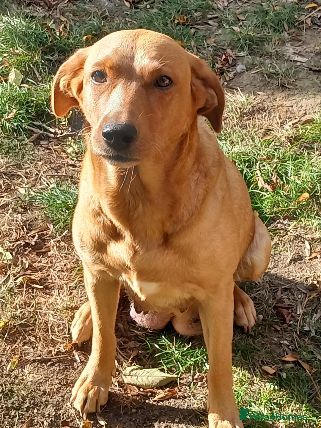 Labrador Retriever dogs for sale: KC Labrador pups - Advert 2
