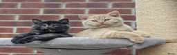 British Shorthair cats for sale: 🌟💞Adorable BSH Kittens 😻❤️ - Advert 8