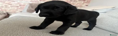 Labrador Retriever 2