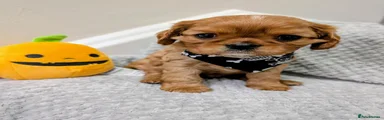 Cavalier King Charles Spaniel 2