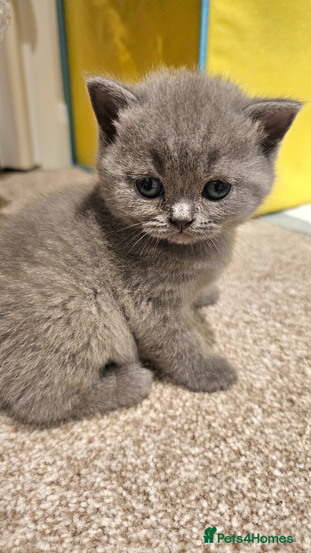 British Shorthair cats for sale: Beautiful Pedigree British Blue Kittens  🐾 - Advert 9