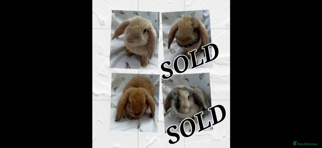 Dwarf Lop rabbits Two Beautiful Dwarf Lop Bunnies - Advert 16
