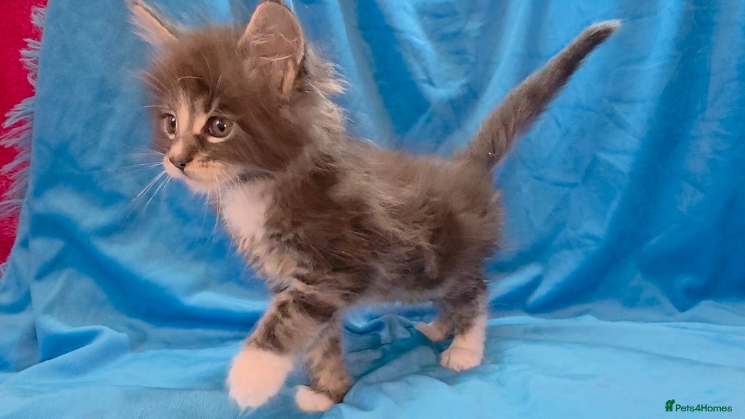 Maine Coon cats for sale: Ready December TICA beautiful Maine Coon Kittens  - Image 11