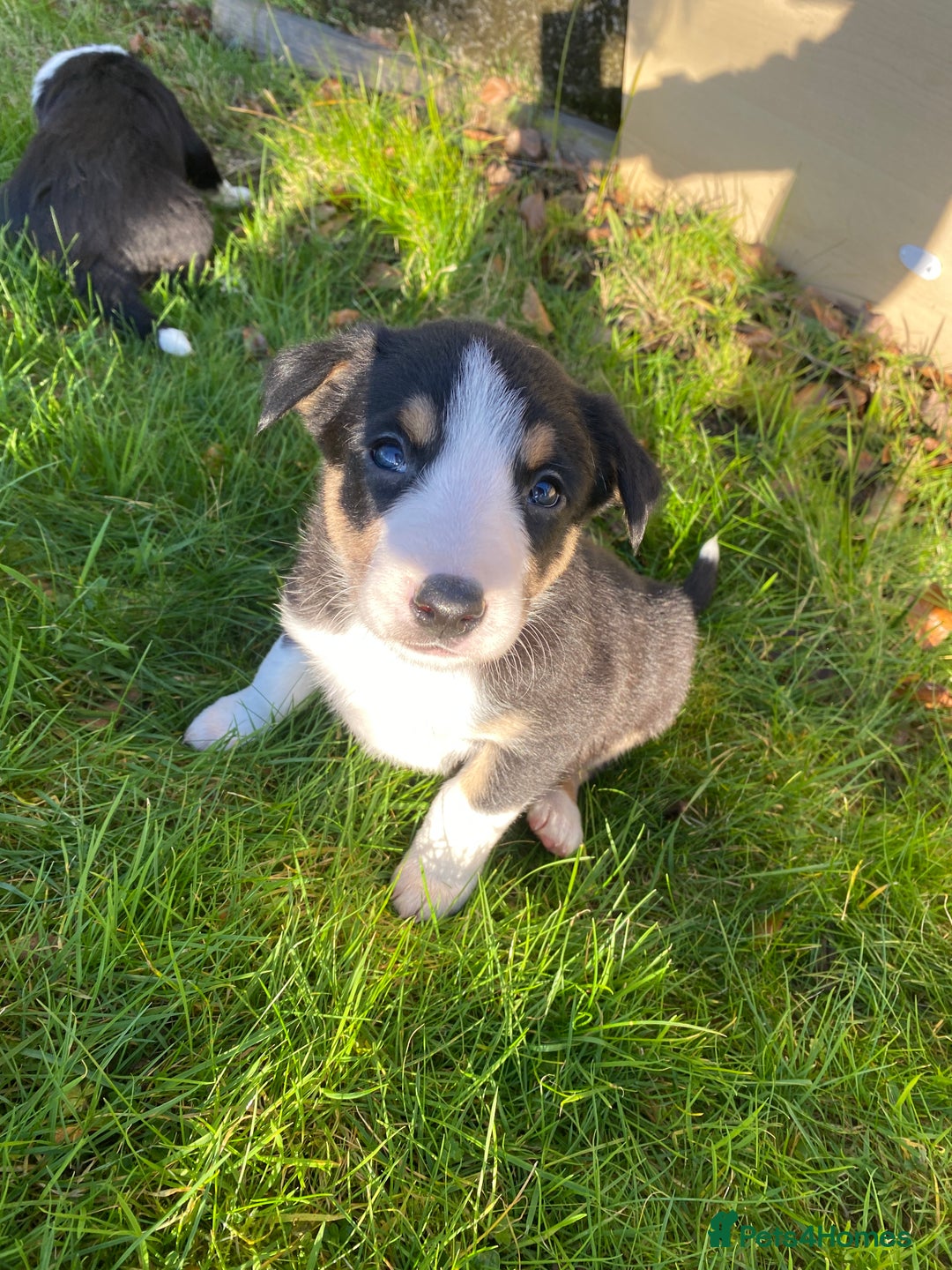 Mixed Breed dogs for sale: Beautiful Welsh Collie x Border Collie Puppies - Advert 10