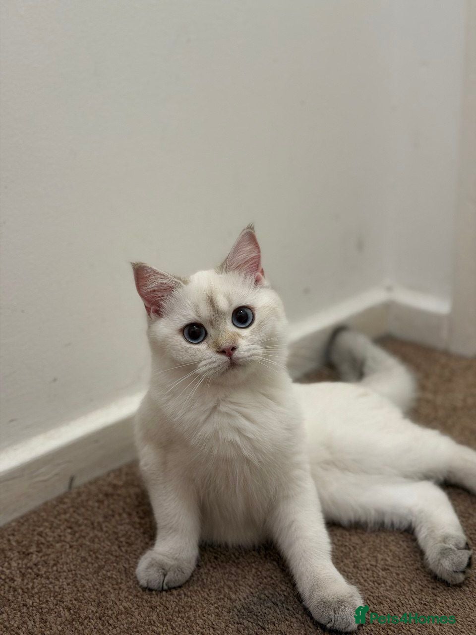 British Longhair cats  BRITISH SHORT HAIR WHITE COLOR POINT - Advert 11