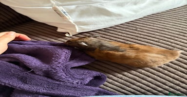 Hamster rodents - Advert 15