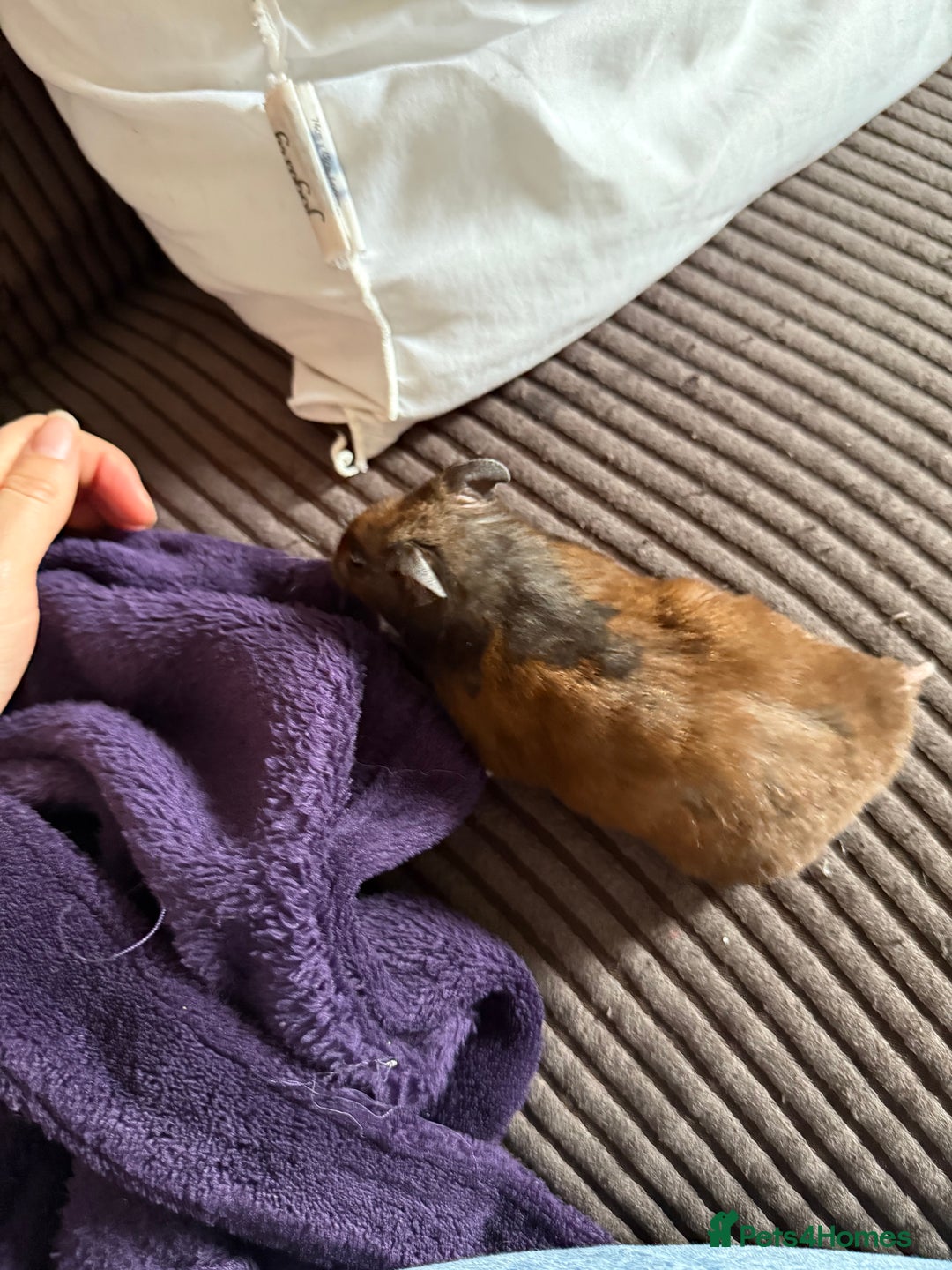 Hamster rodents for sale: Black/brown Male Syrian Hamster (Cage included) - Image 2