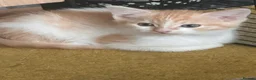 Mixed Breed cats for sale: Ragdoll x Turkish van kittens  - Advert 7