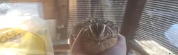 Mixed Breed birds for sale: 2 male Coturnix quails  in Telford - Advert 3
