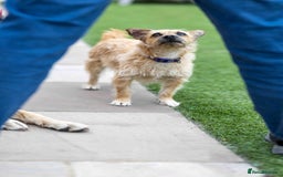 Mixed Breed dogs for adoption: Livvy - Image 13