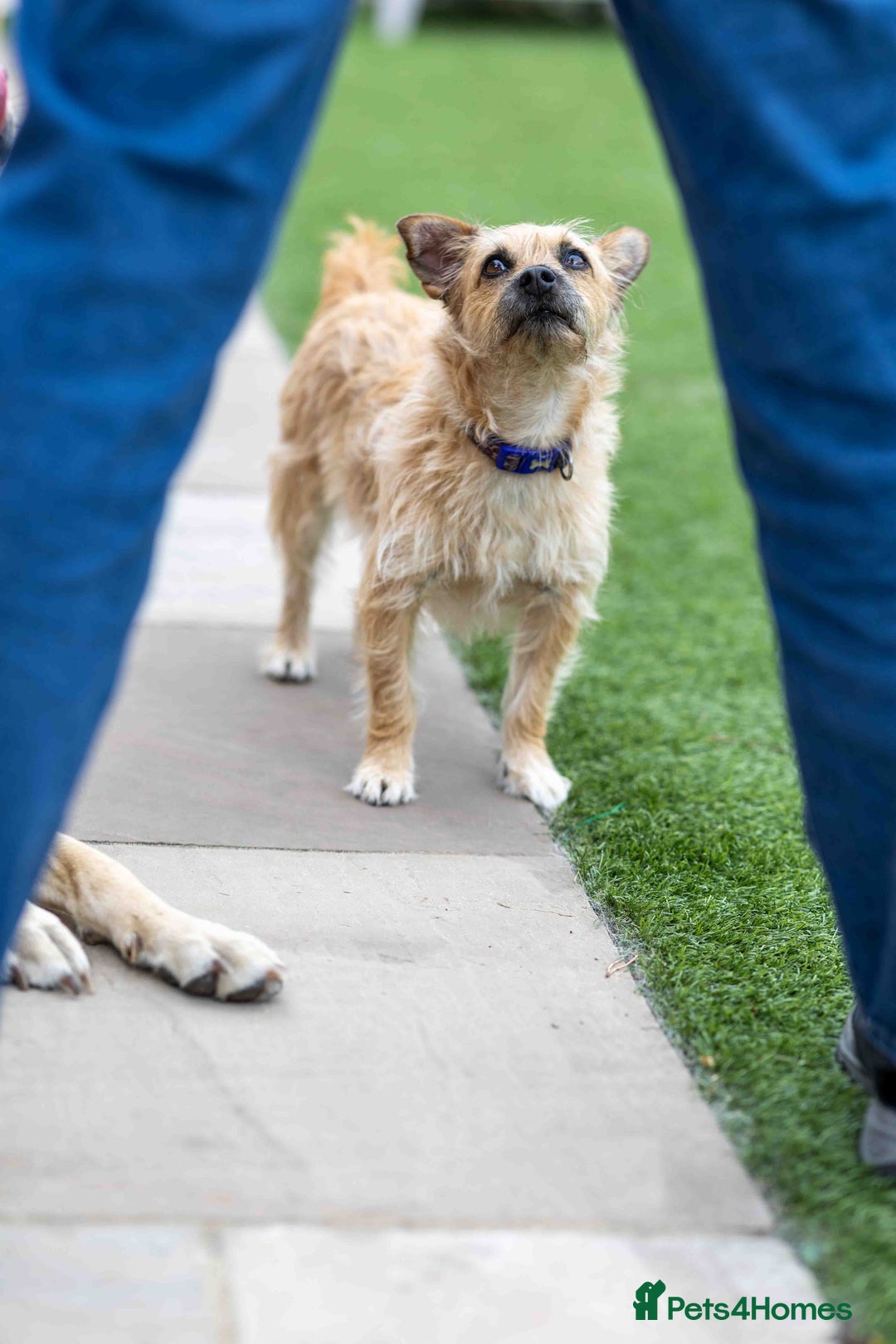 Mixed Breed dogs for adoption: Livvy - Image 13
