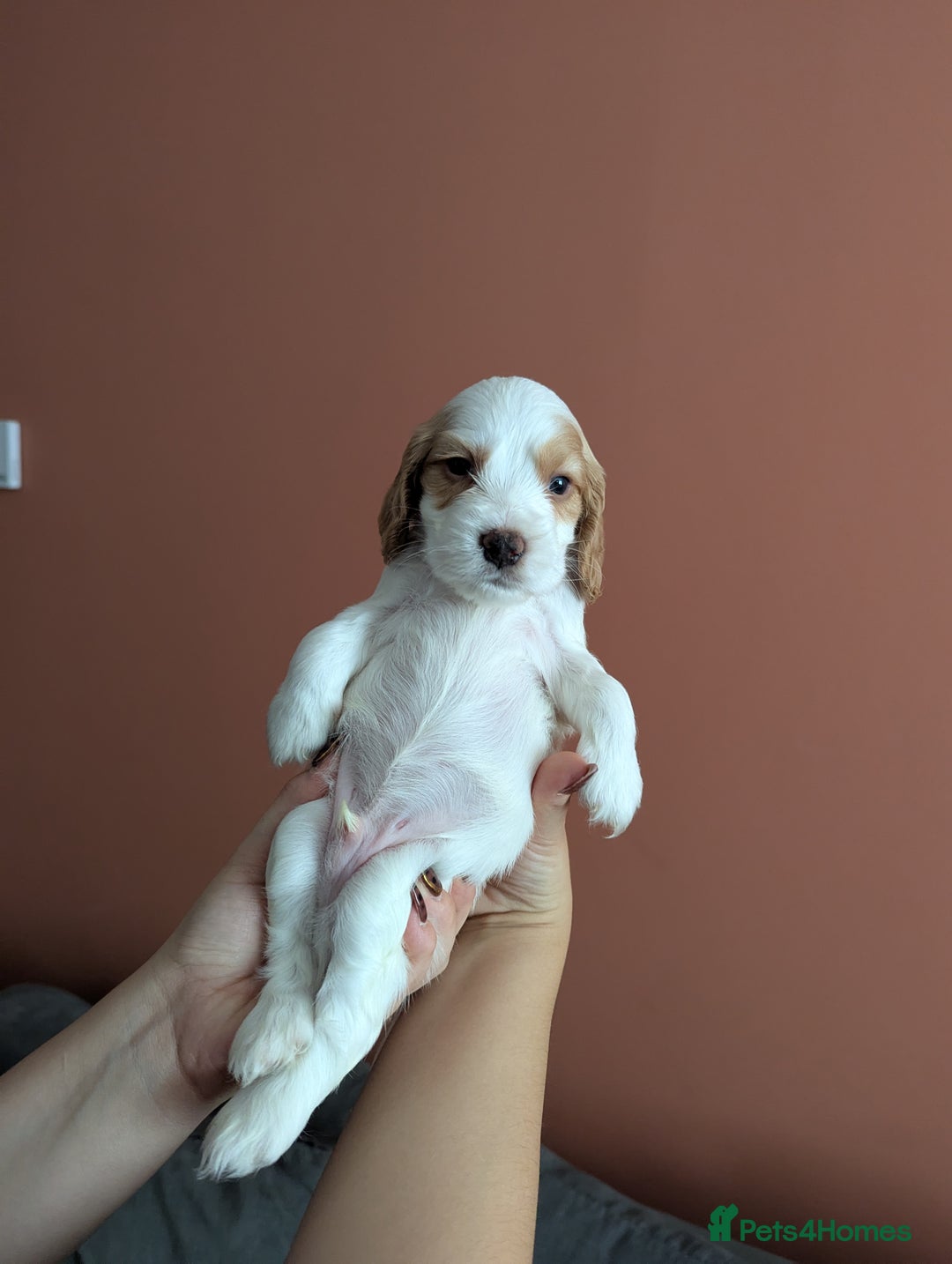 Cocker Spaniel dogs for sale: ✨ Showline Cocker Spaniel puppies for sale ✨ - Image 10