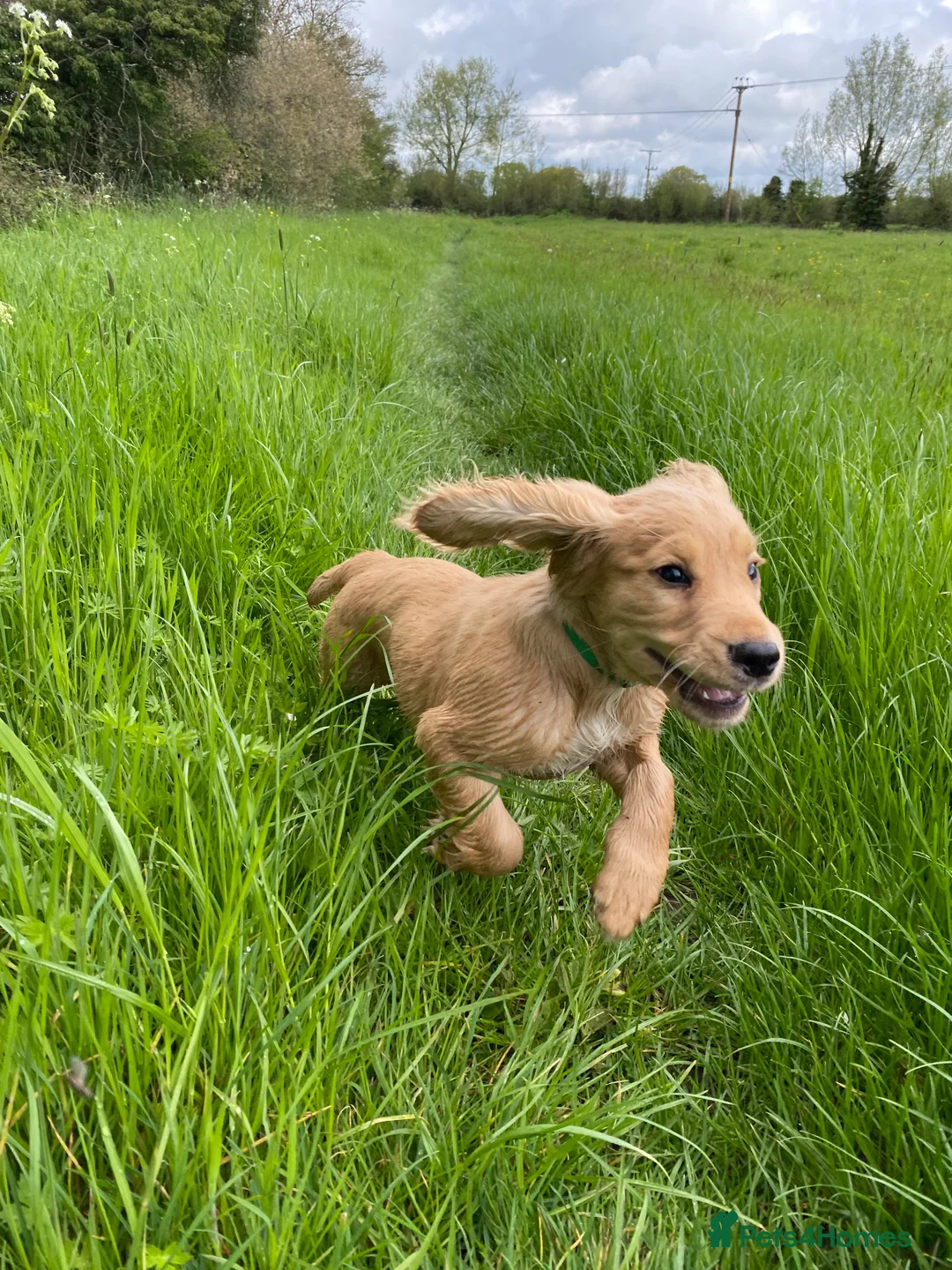 Cocker Spaniel dogs for sale: Stunning LEMON KC Reg Working Cocker Spaniel pups - Advert 23