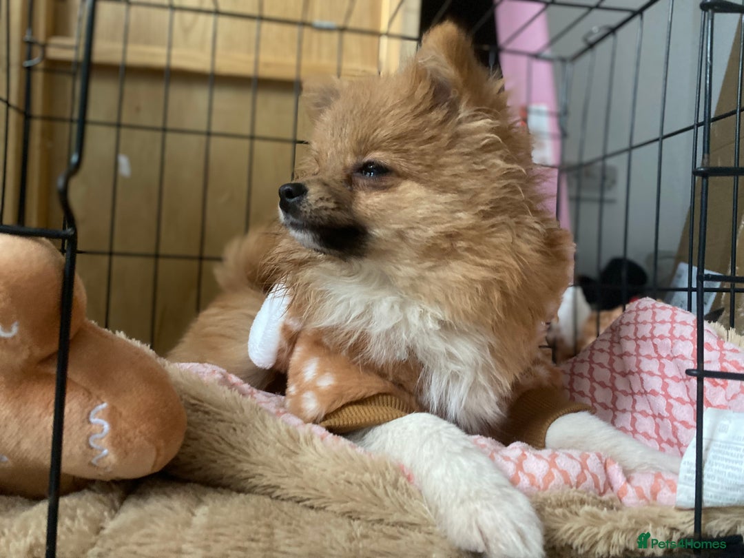Mixed Breed dogs for sale: 2 Pomeranians girls for sale  - Advert 1