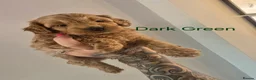 Cockapoo dogs for sale: Stunning F1BB Toy American Cockapoos - Advert 15