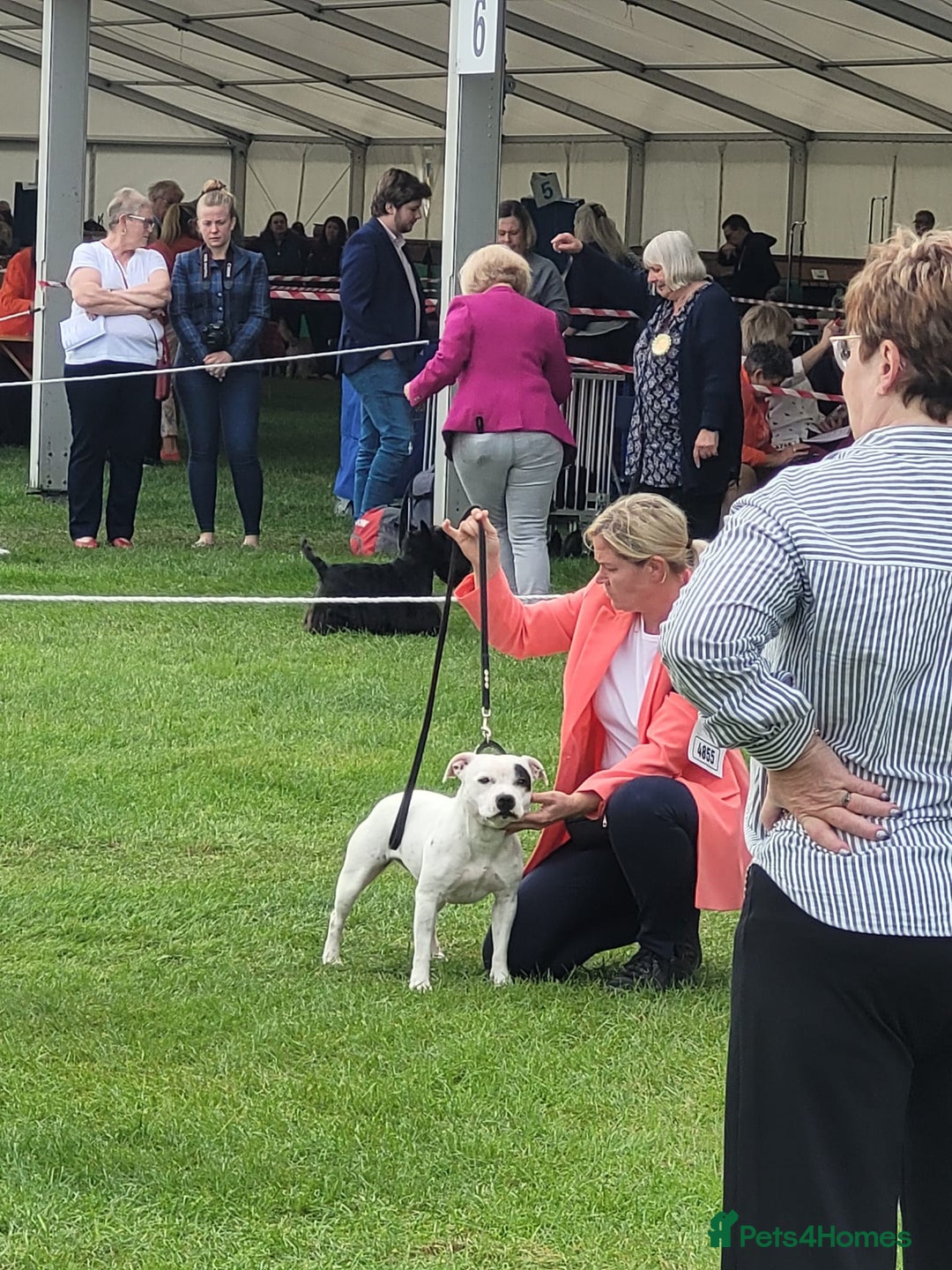 Staffordshire Bull Terrier dogs for sale: ✨️Outstanding SBT puppies✨️ - Advert 13