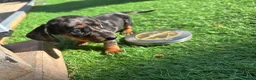Dachshund dogs for sale: 4 beautiful boys  - Advert 11