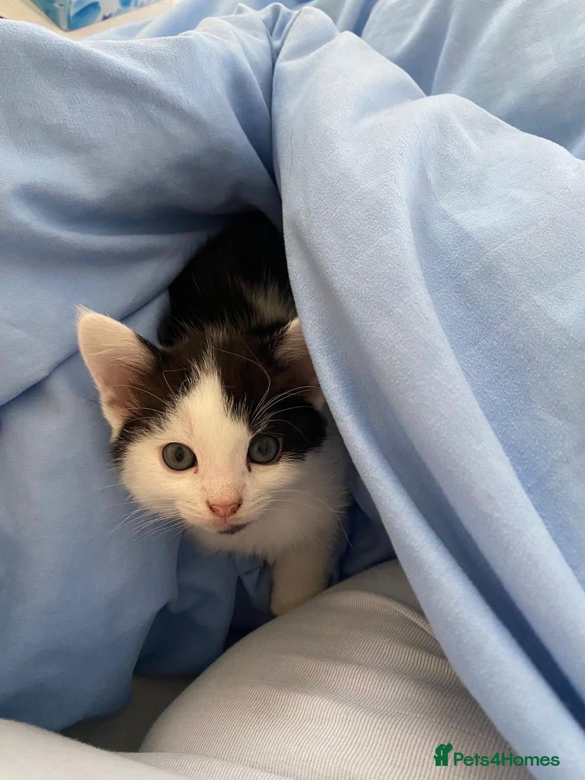 Mixed Breed cats 3 kittens for sale. 1 boy, 2 girls.  - Advert 2