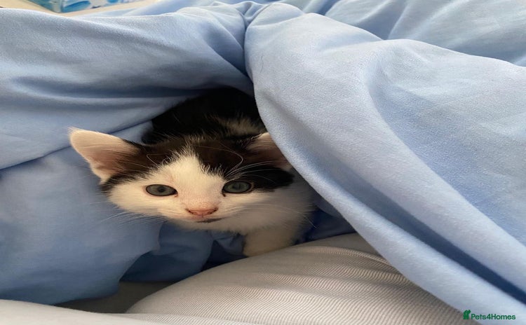 Mixed Breed cats 3 kittens for sale. 1 boy, 2 girls - Advert 5