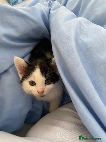 Mixed Breed cats 3 kittens for sale. 1 boy, 2 girls - Advert 1