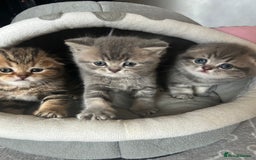 Scottish Fold cats for sale: Pure breed SCOTTISH FOLD - Image 24