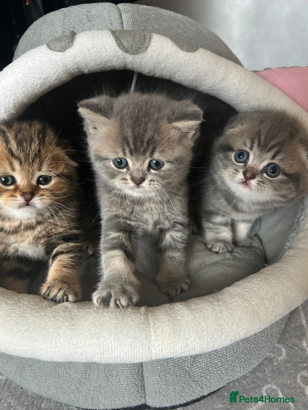Scottish Fold cats for sale: Pure breed SCOTTISH FOLD - Image 24