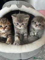 Scottish Fold cats - Advert 3
