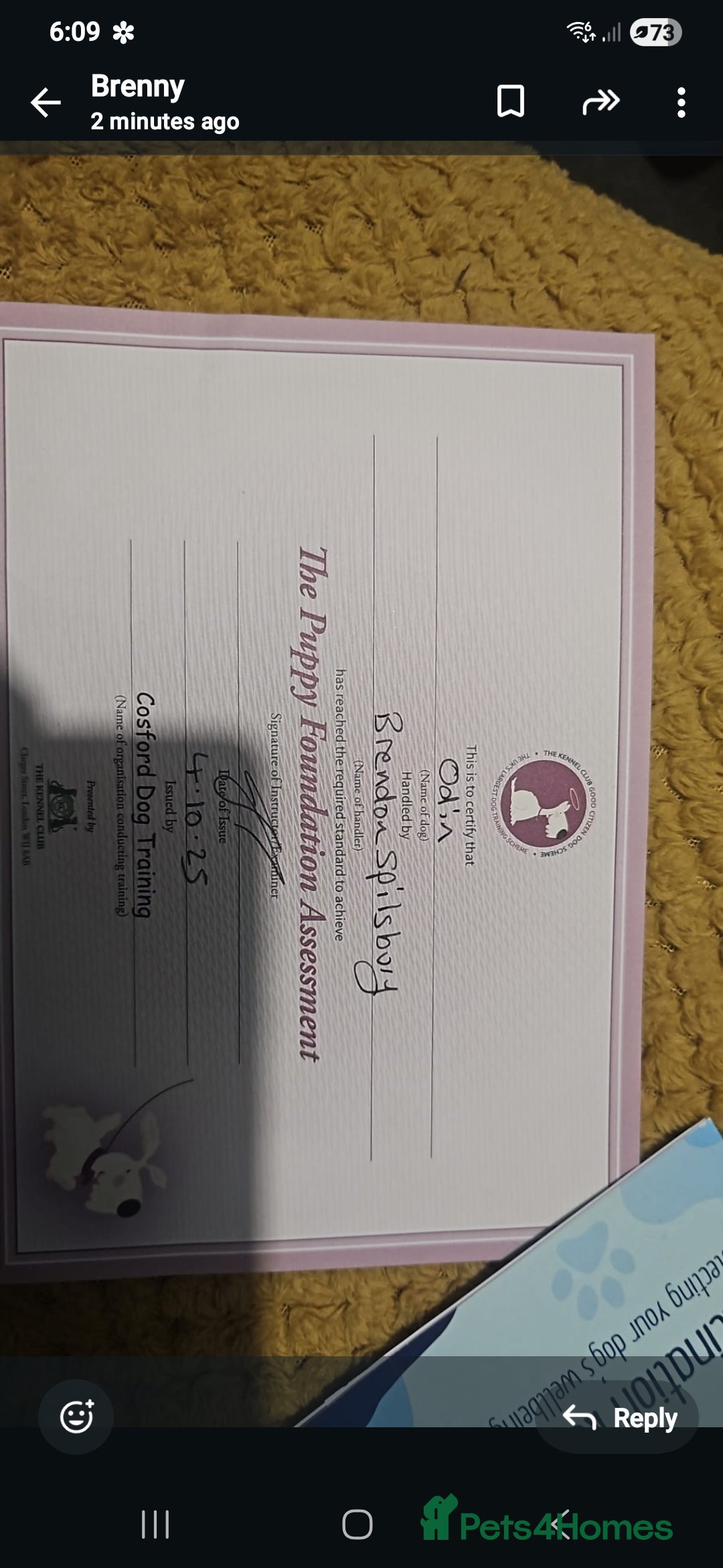 Belgian Shepherd Dog dogs for sale: Belgium shepard male for sale - Advert 3