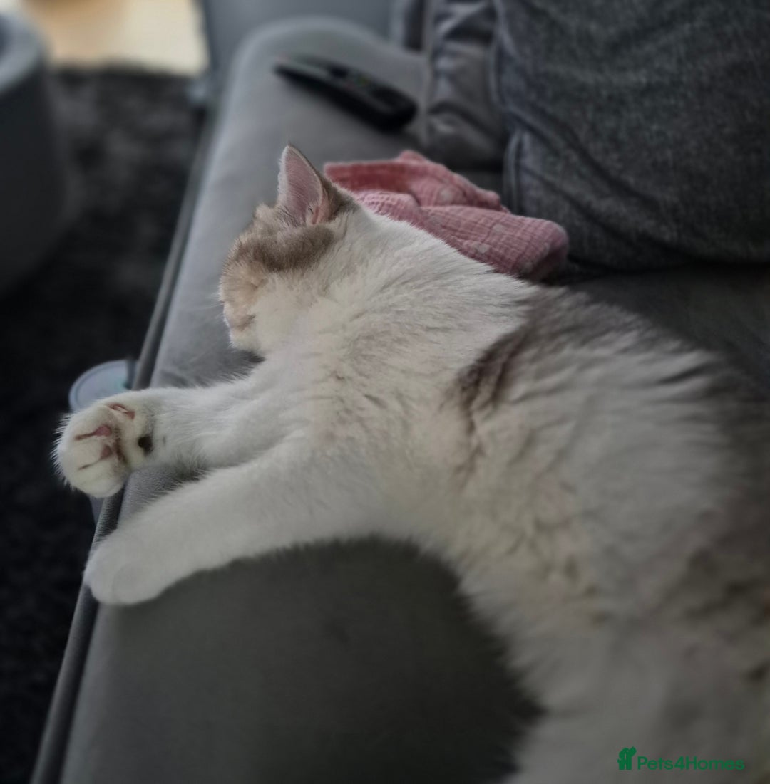 British Shorthair cats for sale: Ready now , Blue Golden and white boy  - Advert 4