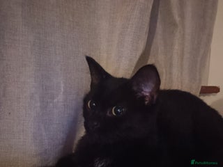 British Shorthair cats - Advert 31