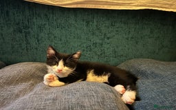 Mixed Breed cats for sale: Cuddly Kittens  - Image 5